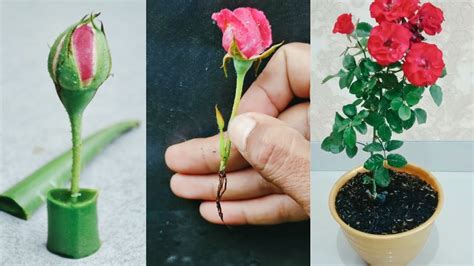 The Method Of Growing Red Roses From Buds The Whole World Does Not Know Propagate Roses Youtube