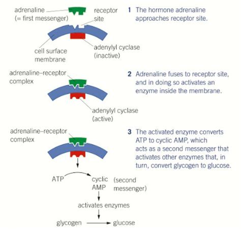 Homeostasis Flashcards Quizlet