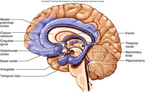 Cingulate Gyrus Brain Anatomy Anatomy Limbic System