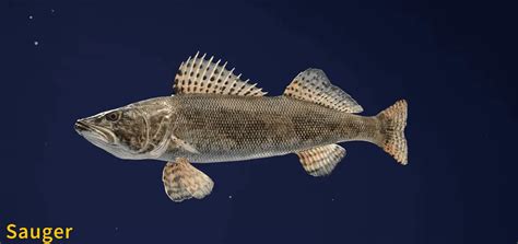 Sauger Fish Species COTW The Angler Wiki