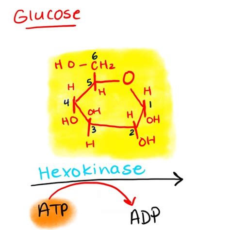 Glycolysis Flashcards Quizlet