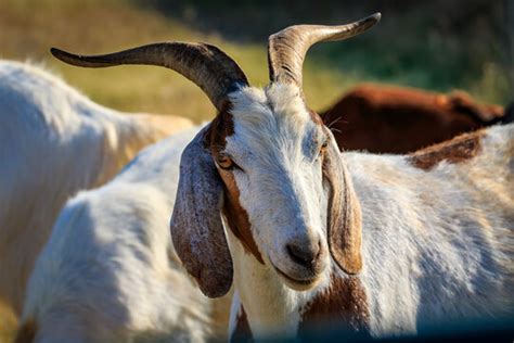 Nubian Goats With Horns