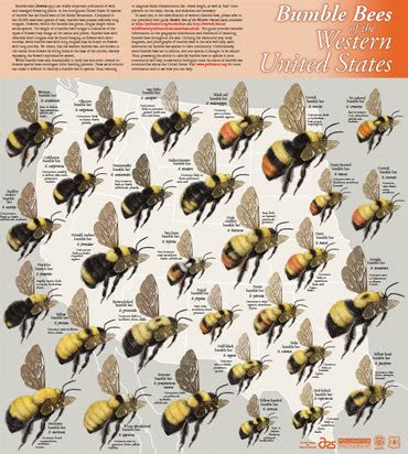 Types Of Bumble Bees