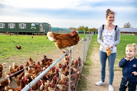 Mother And Daughter Feeding The Chickens Hen Flying On Fence Out Of