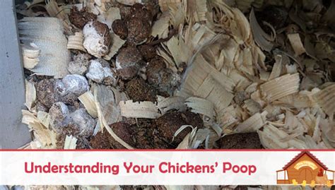 Understanding Your Chickens Poop The Happy Chicken Coop