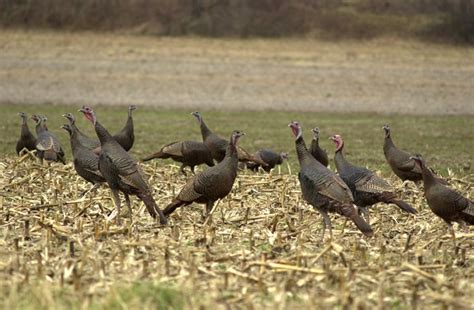 Best Wildlife Viewing At Ohio State Parks