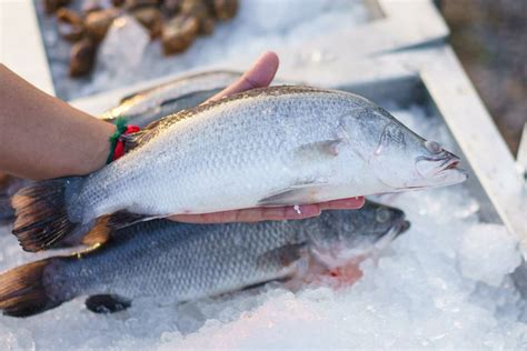 Foto 4 Cara Tepat Simpan Ikan Agar Tetap Segar Buang Insangnya Dulu