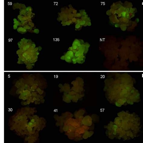 Gfp Expression In Different Tissues From T Transgenic Soybean Plants