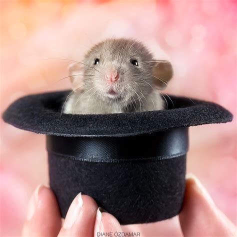 Fancy Rats An Adorable Photo Series Showcasing The Softer Side Of The