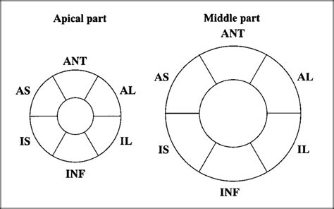 Diagram Of Myocardial Segments Of Left Ventricle On Short Axial Plane