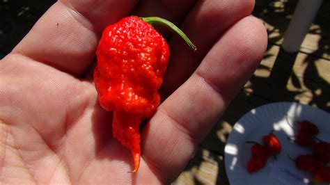 Carolina Reaper Pepper | HRSeeds