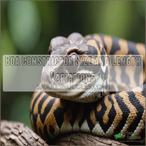 Boa Constrictor Species: Facts, Types, and Handling Tips