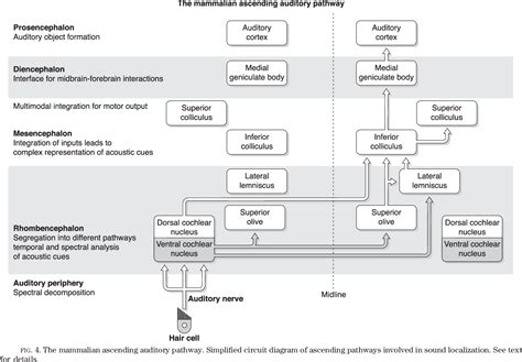 Auditory Pathway Flowchart