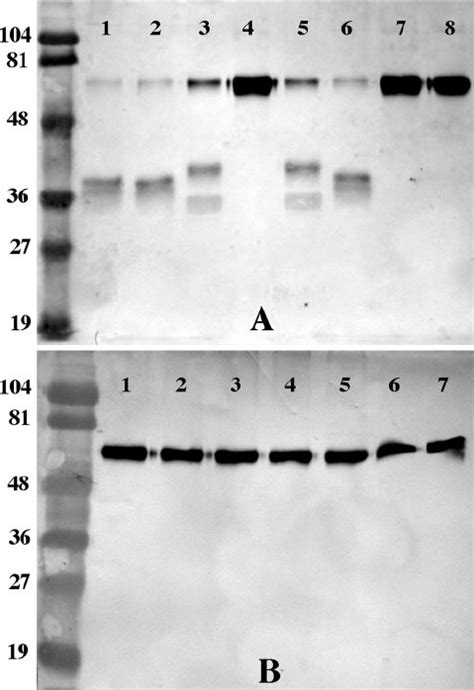 Iga Protease Activity Assays Lines Indicate Loess Plots Of The Iga