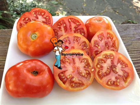 Marmelaonye Krasnye Dwarf Tomato Renaissance Farms Heirloom Tomato Seeds