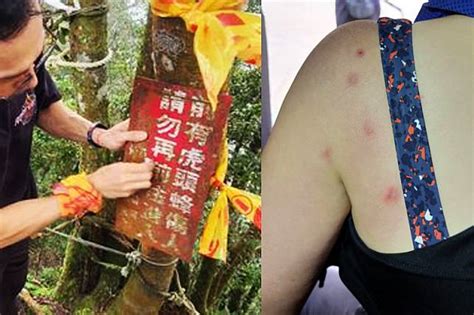 登山隊遭「殺人虎頭蜂」攻擊！8人遭螫傷 傷者驚喊：蜂從地上冒出來 風傳媒 Line Today