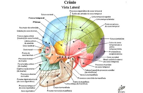 Neurocrânio Frontal Parietal Occipital Temporal Esfenoide E