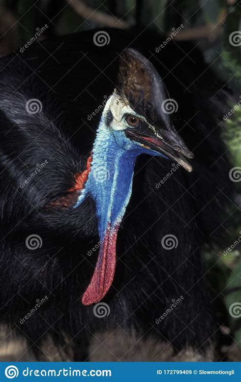 Casoar A Casque Casuarius Casuarius Stock Image Image Of Blue Casuariidae 172799409