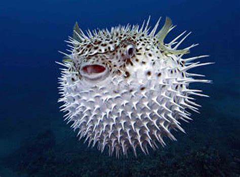 L Arca Di No Diodon Hystrix Spot Fin Porcupine Fish Osteichthyes