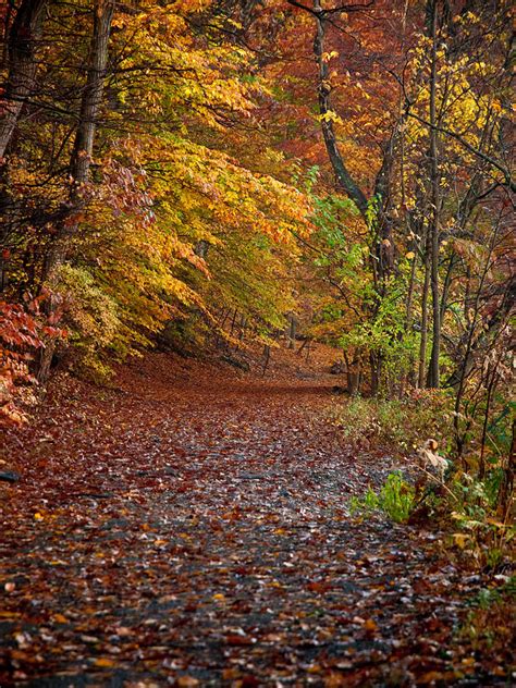 Autumn Trail Photograph by Jim DeLillo