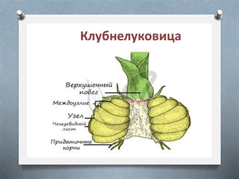 Видоизменения побегов - презентация онлайн