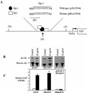 Regulation Of H Pylori Induced Cd44 Promoter Activity By Egr 1 A Download Scientific