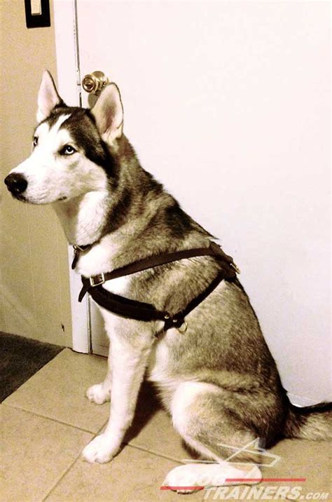 Siberian Husky Tracking Pulling Leather Dog Harness Husky H51073