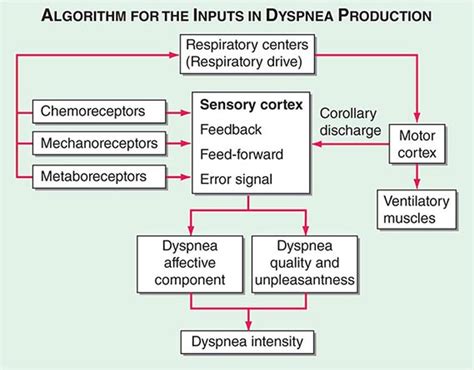 Dyspnea Basicmedical Key