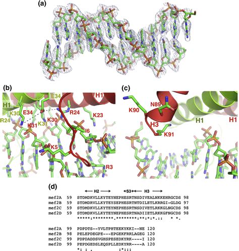 Dna Binding By The Intact Mads Box Mef Domain A Dna In Stick Model