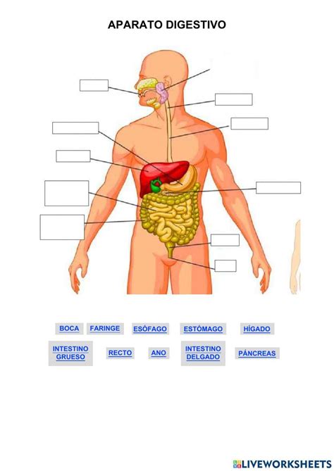 Aparato Digestivo Interactive Exercise For Cuarto De Primaria Live Worksheets