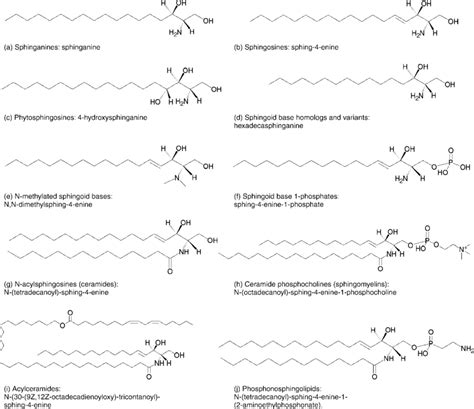 Representative Structures For Sphingolipids Download Scientific Diagram