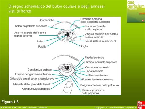 Ppt Capitolo Cenni Di Anatomia E Fisiologia Dellapparato Visivo