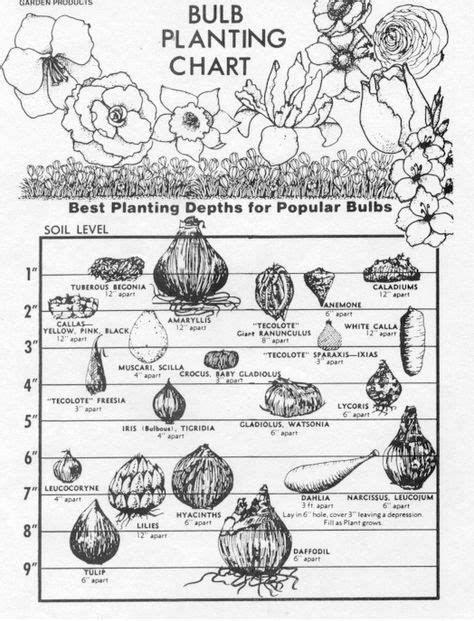 Bulb Planting Depth Chart