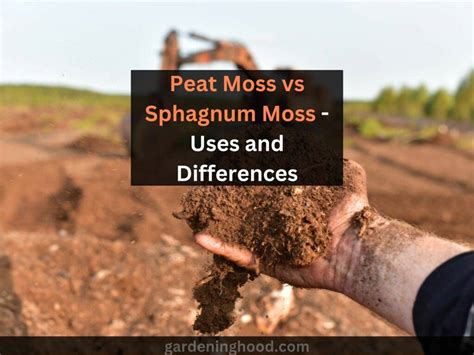 Peat Moss Vs Sphagnum Moss Uses And Differences