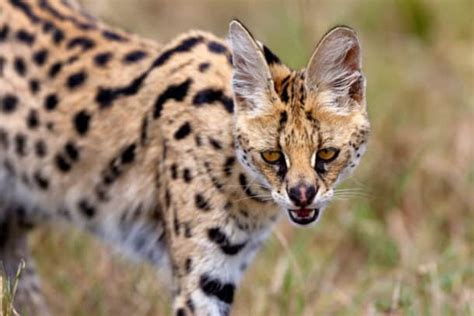 Serval Cat - Speed, Habitat & Diet of Africa’s Wildest Cat