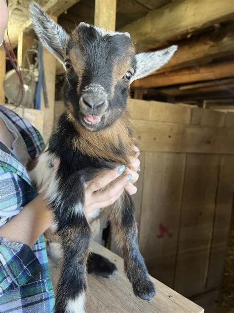 Goats For Sale In KY