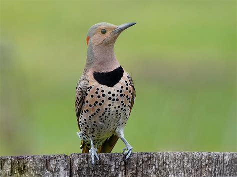 Incredible Birds of Canada Photography | Our Canada