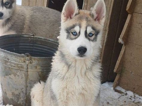 Chiots Husky Sib Riens Lof Disponibles La Vente Petite Annonce Chien