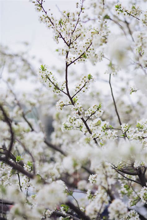 Cherry Blossom Tree By Stocksy Contributor Jovana Rikalo Stocksy