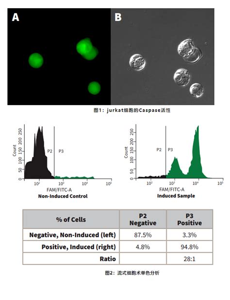 明星产品细胞凋亡 焦亡检测工具推荐FAM FLICA Caspase 1 YVAD 检测试剂盒 派克生物商城 一站式生命