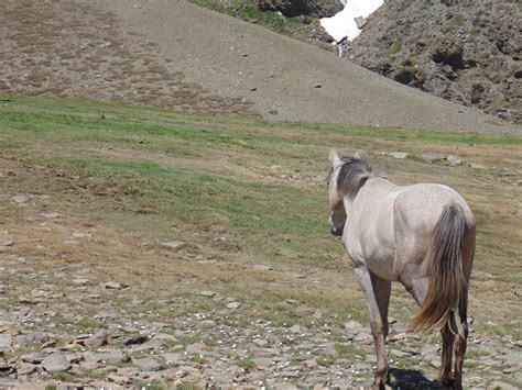 The wildlife of Sierra Nevada | Erasmus blog Granada, Spain