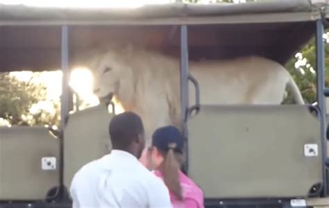 Watch Lion Jumps Into Open Safari Truck Full Of Students