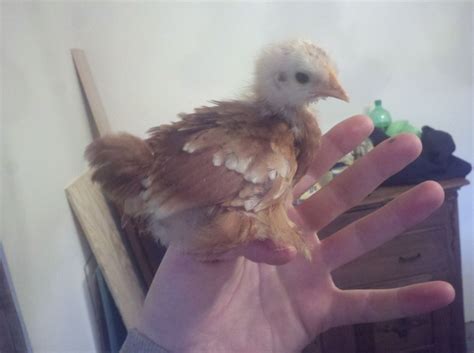 Feather Footed Bantam Backyard Chickens Learn How To Raise Chickens