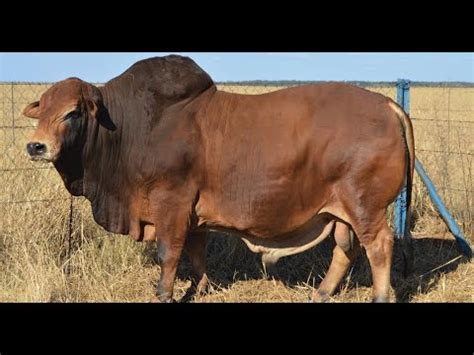 FarminginNamibia BORAN CATTLE YouTube