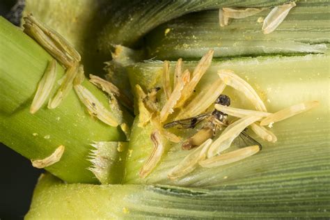 Annoying Swarms Of Bees And Mystery Worms On Corn Purdue