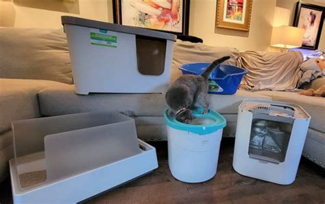 The 7 Best Litter Boxes For A Small Apartment