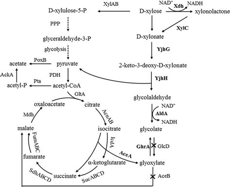 Metabolic Engineering Of A Xylose Pathway For Biotechnological