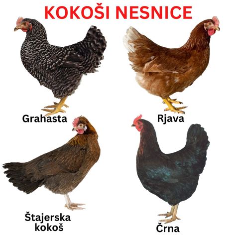 Koko I Nesnice Kmetija Si