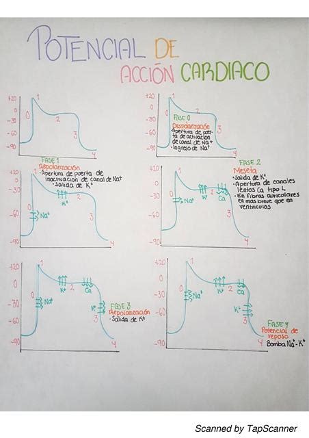 Potencial De Acci N Cardiaco Fisiolog A Luzmg Udocz