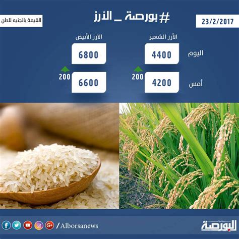 اسعار الأرز اليوم الخميس